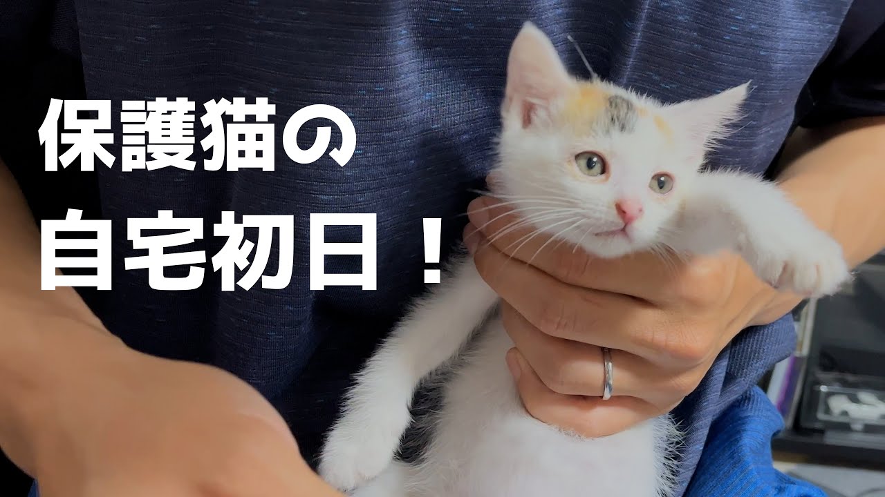 保護子猫を自宅に持って帰ってきた初日