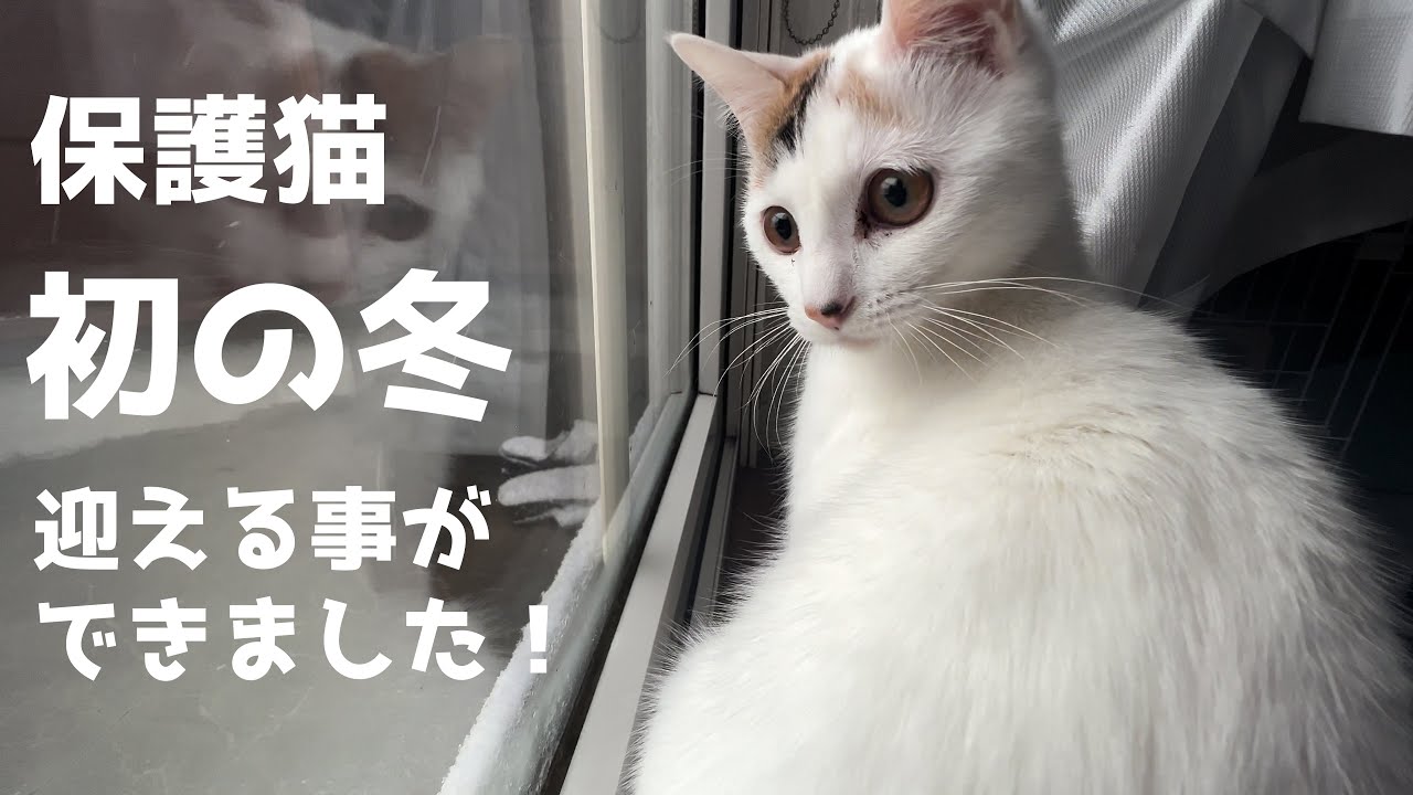 保護した猫が初めての冬と雪を迎えることができました