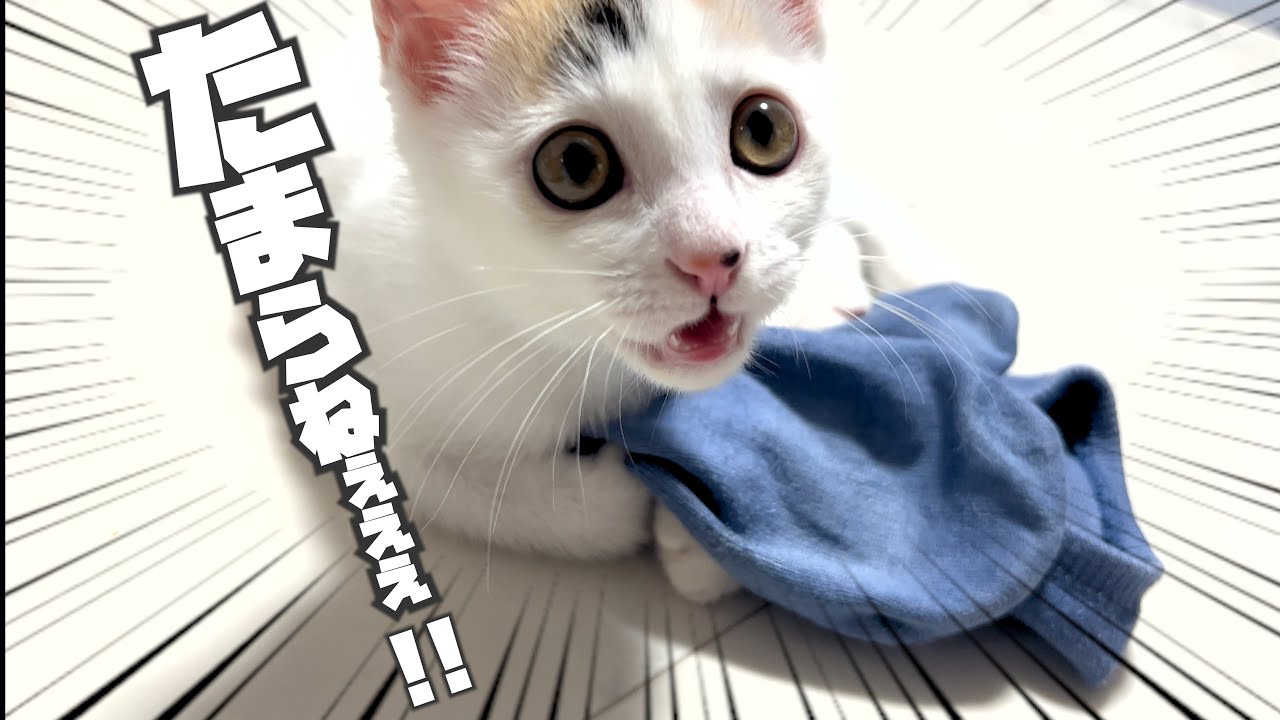 靴下の匂いは保護した子猫を狂わせる