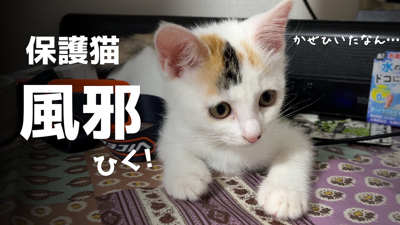 保護した子猫が風邪で初のお薬＆初のクッション