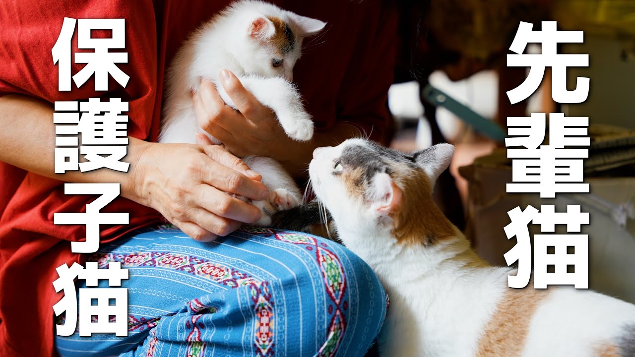 保護した子猫を先輩保護猫たちに挨拶させてみた