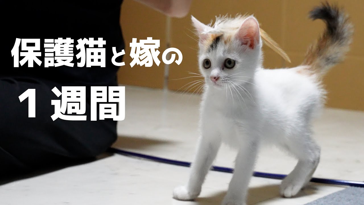 ちょっぴり三毛の保護猫フライちゃんと嫁の１週間