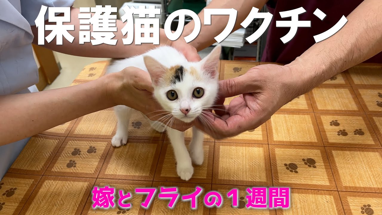 迎えて１カ月経過しました保護猫と嫁の１週間