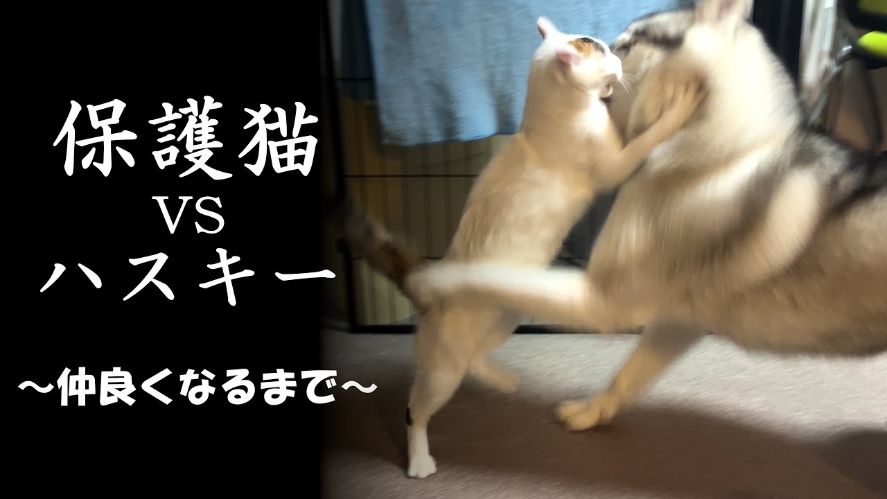 保護猫とシベリアンハスキーが仲良くなるまで