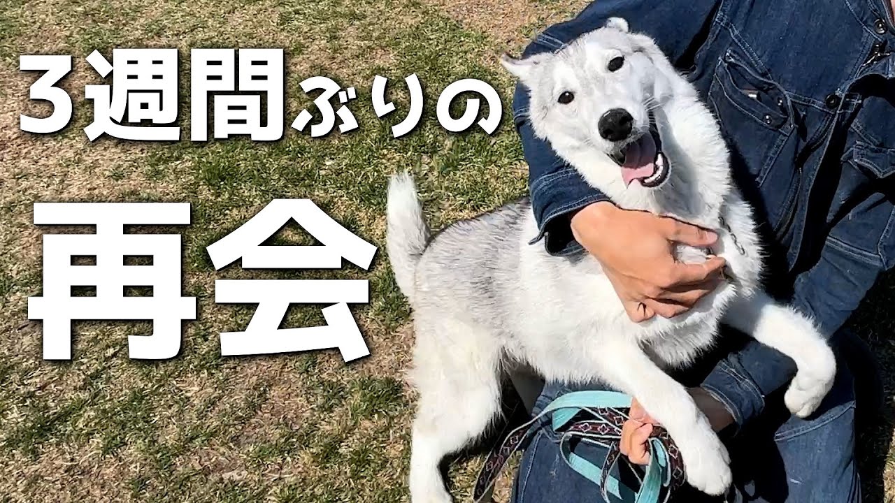 強化合宿中のハスキー犬めんみちゃんと3週間ぶりの再会