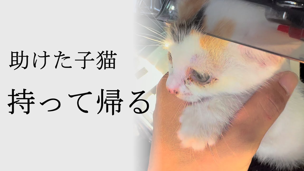 助けた子猫を自宅に持って帰る…