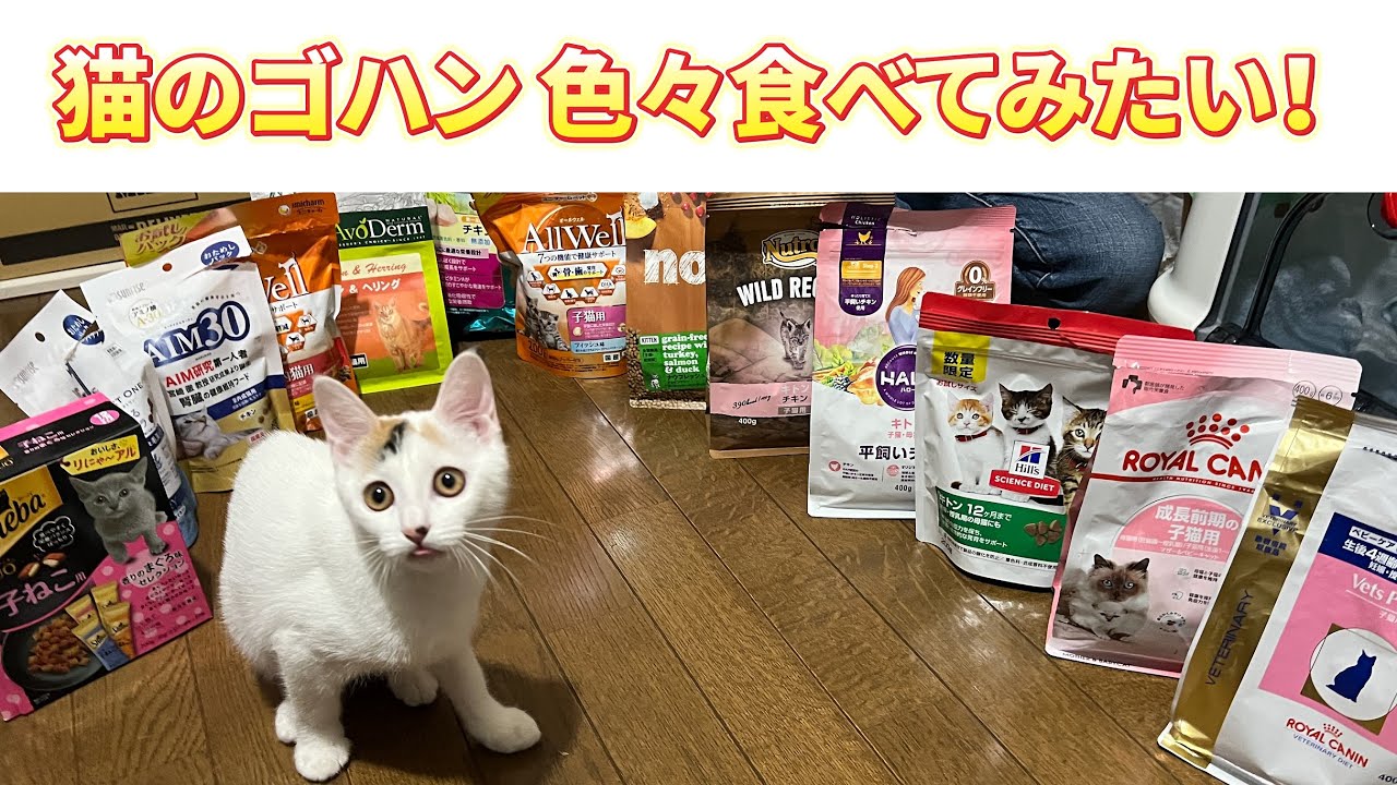 保護猫のゴハン選びに飼い主がキャットフードを食べ比べ